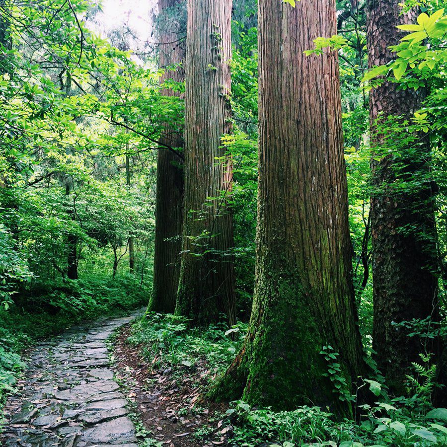 柳杉树