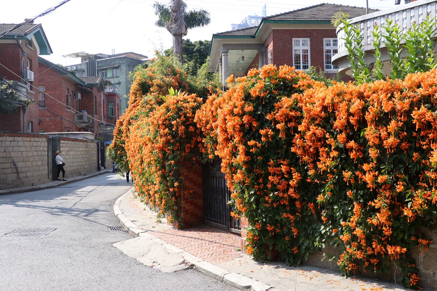炮仗花